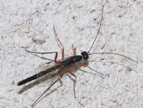 Neoxorides nitens